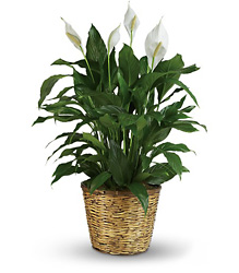 Simply Elegant Spathiphyllum - Large from Brennan's Florist and Fine Gifts in Jersey City